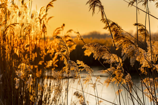 istock Winter reeds at sunset in yellowish sunshine 1674369984