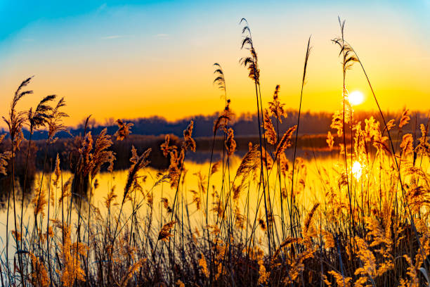 winter, reeds, sunset, yellowish, sunshine,