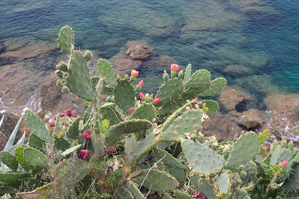 Prickly pear cactus Prickly pear cactus grew up on the cliff, facing the sea. fico d'india stock pictures, royalty-free photos & images