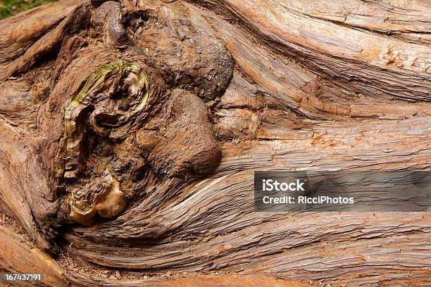 Espécie De Sequóia Tronco De Árvore Gigante - Fotografias de stock e mais imagens de Botânica - Ciência de plantas - Botânica - Ciência de plantas, Califórnia, Casca de árvore