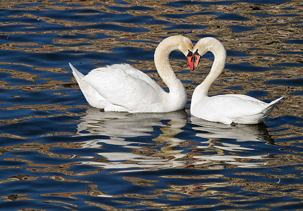istock Swan couple mating in spring. 167437333