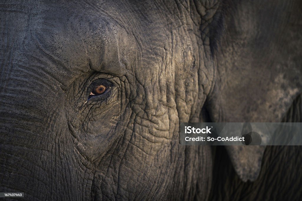 Asian Elephant Asian elephant eye. Elephant Stock Photo
