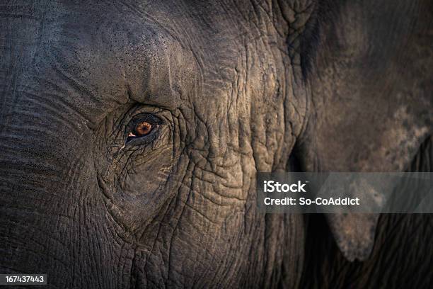 Asian Elephant Stock Photo - Download Image Now - Elephant, Majestic, One Animal