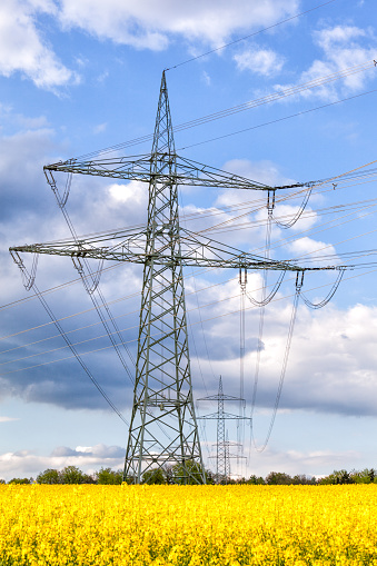 Transmission lines in field of yellow rape flowers.