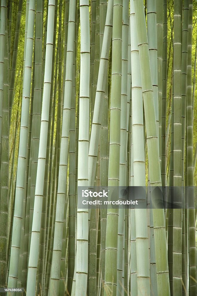 Bambu - Foto de stock de Alto - Descrição Geral royalty-free