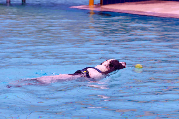 istock Dog fun in a pool on a hot day 1674384660
