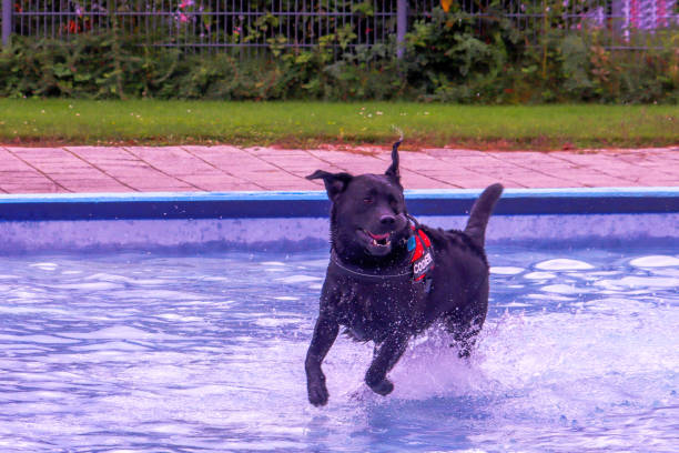 istock Dog fun in a pool on a hot day 1674384666