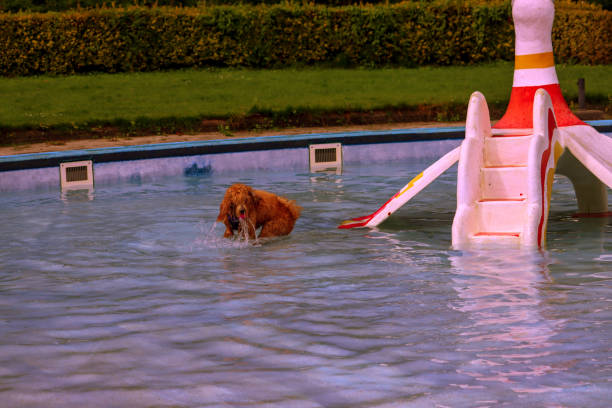 istock Dog fun in a pool on a hot day 1674385213