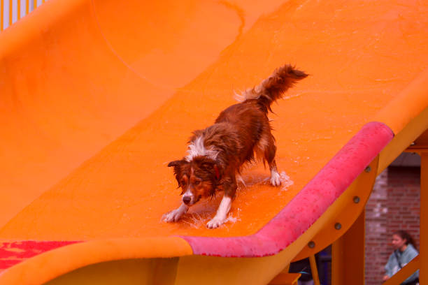 istock Dog fun in a pool on a hot day 1674386303