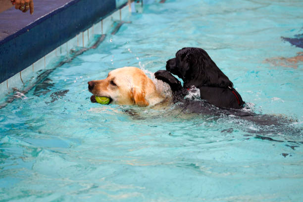 istock Dog fun in a pool on a hot day 1674387952