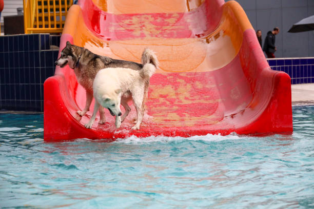 istock Dog fun in a pool on a hot day 1674388495