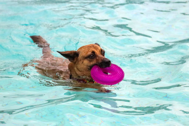 istock Dog fun in a pool on a hot day 1674388527