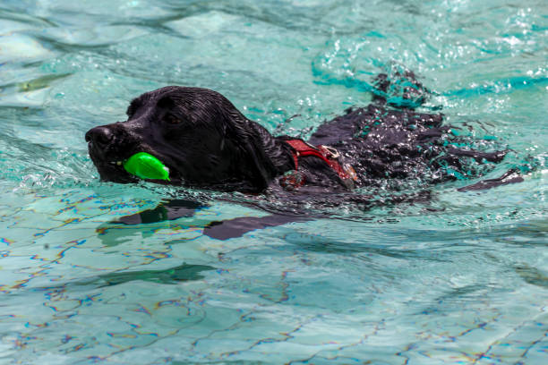 istock Dog fun in a pool on a hot day 1674389073