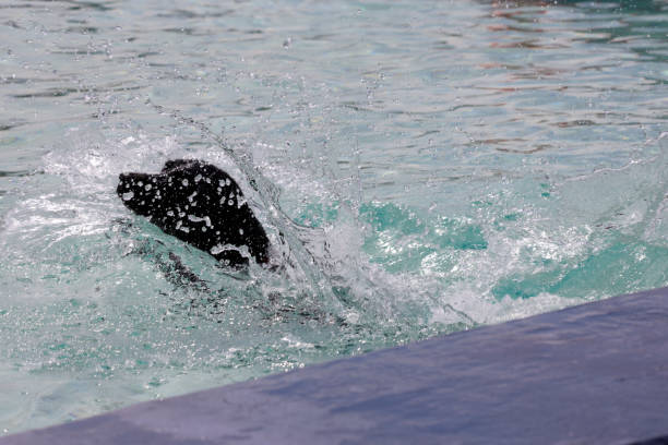 Dog fun in a pool on a hot day in Nieuwerkerk aan den IJssel in the netherlands