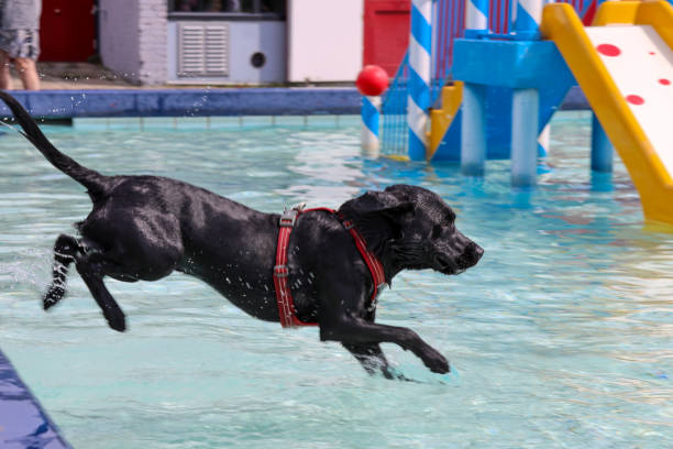 istock Dog fun in a pool on a hot day 1674389990