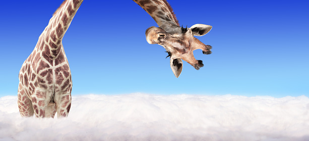 Giraffe face head hanging upside down. Curious gute giraffe peeks from above clouds. Fantastic scene with huge giraffe coming out of the cloud