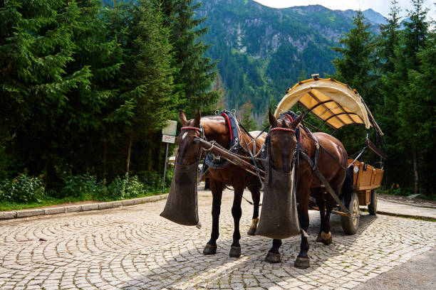Gruyeres, Switzerland - 06.23.2014: A cart on wheels with two brown horses, a cart of two men, in the background green meadows and alpine mountains, blue sky in the summer afternoon.