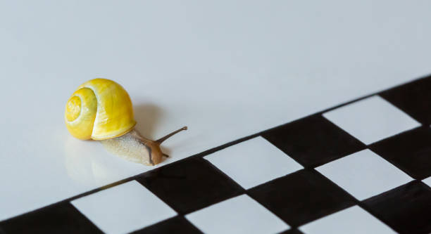 istock Lonely Snail crossing the Finish Line on White Background 1674391803