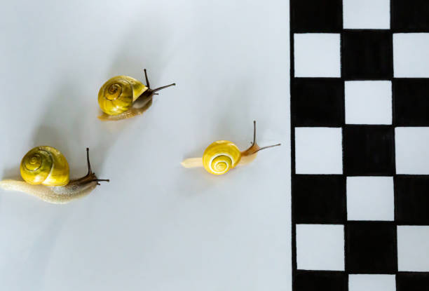 istock Three Snails racing to the Finish Line on White Background 1674391808