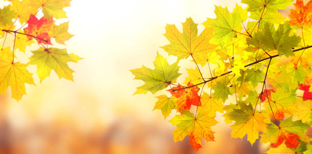 istock Calm fall season. Maple tree leaves on sunny beautiful nature autumn background. Horizontal autumn banner with  Maple leaf of red, green and yellow color 1674391830