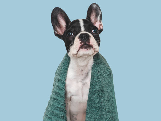 istock Cute brown puppy and blue towel. Close-up 1674392909