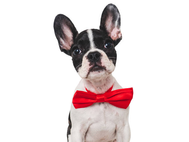 istock Cute puppy and bright bow tie. Close-up, indoors 1674393442