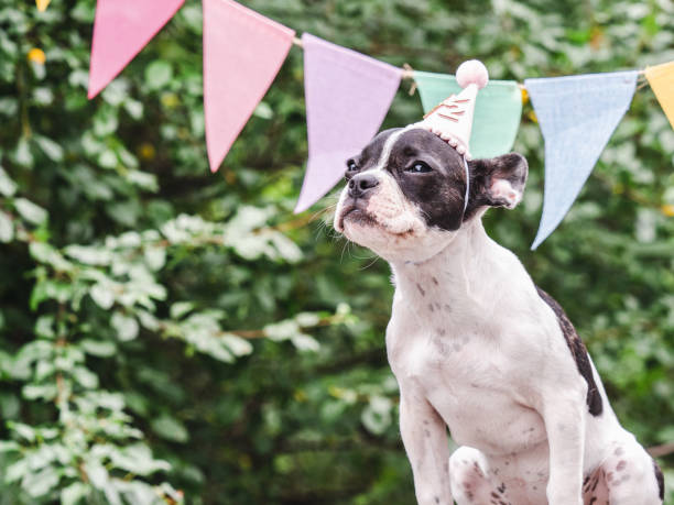 istock Cute puppy, stretched holiday flags and green trees 1674393974
