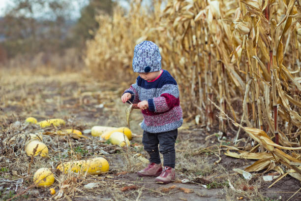 schönes baby in warmem, stilvollem pullover, der mitten im maisfeld steht. erntezeit. ökologischer landbau für kinder. ernte von mais und kürbissen, zucchini im gemüsegarten im dorf. - child vegetable squash corn stock-fotos und bilder