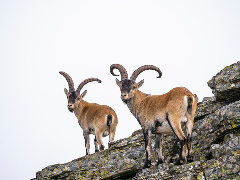 Wild goats in the mountain