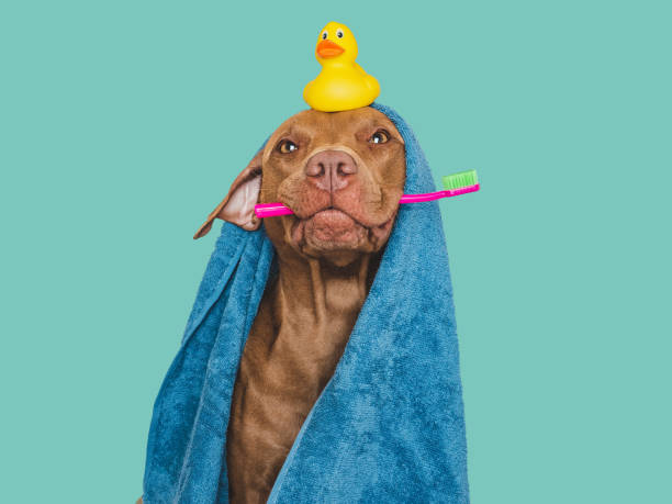istock Cute brown dog, blue towel and toothbrush 1674395049