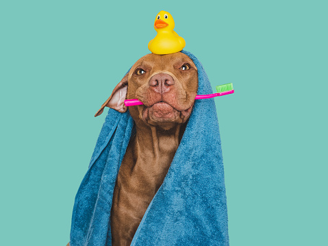 Cute brown dog, blue towel, toothbrush and yellow rubber duck. Closeup, indoors. Studio shot, isolated background. Concept of care, education, obedience training and raising pets