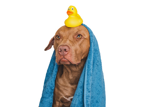 Cute brown dog, blue towel and yellow rubber duck. Grooming dog. Closeup, indoors. Studio shot. Concept of care, education, obedience training and raising pets