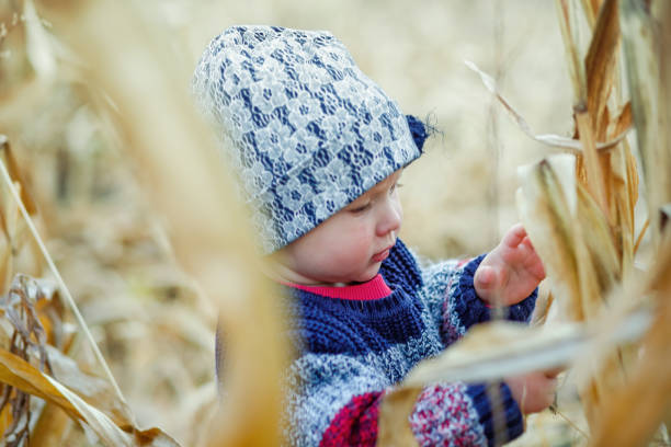옥수수 밭 한가운데에 서 있는 따뜻하고 세련된 스웨터를 입은 아름다운 아기. 수확 시간. 어린이를위한 유기 농업. 안개 낀 가을 저녁에 야외에서 귀여운 아이. 행복한 어린이 날 개념 - child vegetable squash corn 뉴스 사진 이미지