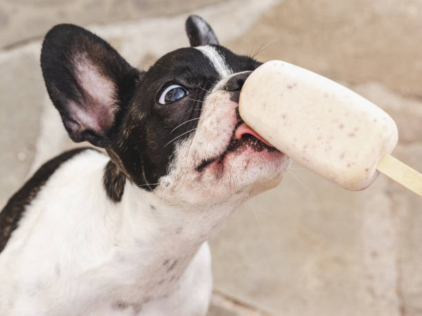 istock Cute puppy eating delicious ice cream. Top view 1674395599