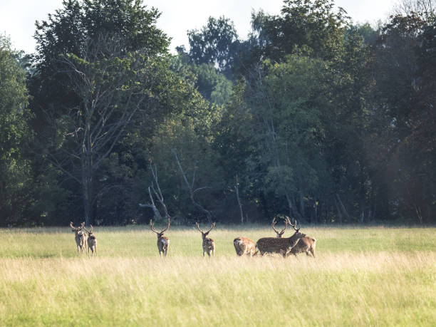 istock Flock of deer grazing in a meadow 1674396117
