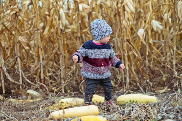 소녀는 호박이나 긴 호박을 수확합니다. - child vegetable squash corn 뉴스 사진 이미지