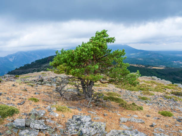 Old pines in the mountain