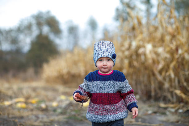 schönes baby im warmen, stilvollen pullover kleines mädchen isst mais auf dem feld. erntezeit. ökologischer landbau für kinder. nettes kind an einem nebligen herbstabend im freien. glückliches kindertag-konzept - child vegetable squash corn stock-fotos und bilder