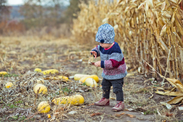 소녀는 호박이나 긴 호박을 수확합니다. - child vegetable squash corn 뉴스 사진 이미지