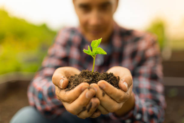 istock Men holding young plant seedling tree in his hands. 1674403288