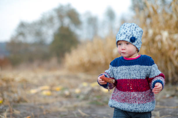 따뜻하고 세련된 스웨터를 입은 아름다운 아기 들판에서 옥수수를 먹는 어린 소녀. 수확 시간. 어린이를위한 유기 농업. 안개 낀 가을 저녁에 야외에서 귀여운 아이. 행복한 어린이 날 개념 - child vegetable squash corn 뉴스 사진 이미지