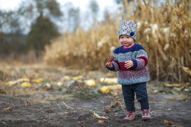 schönes baby im warmen, stilvollen pullover kleines mädchen isst mais auf dem feld. erntezeit. ökologischer landbau für kinder. nettes kind an einem nebligen herbstabend im freien. glückliches kindertag-konzept - child vegetable squash corn stock-fotos und bilder