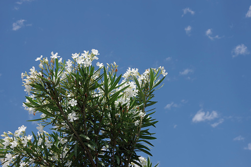 White Oleander and Blue Sky with White Clouds
