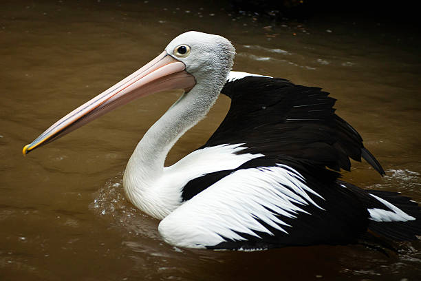 Australian Pelican. stock photo