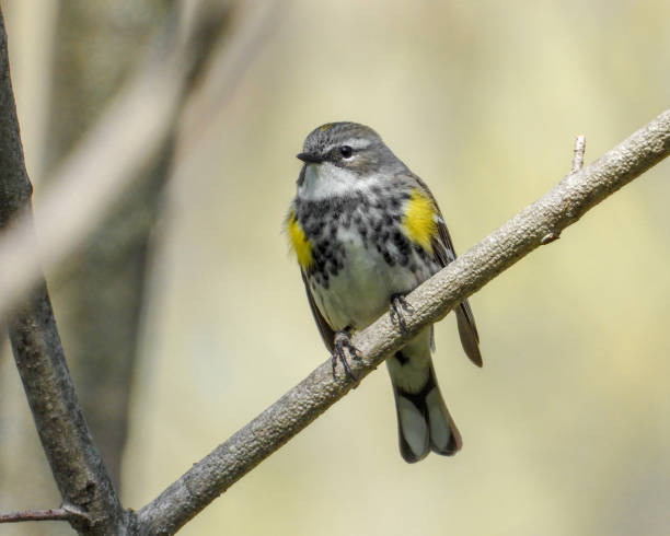 istock Yellow-rumped Warbler (Setophaga coronata) North American Bird 1674419942