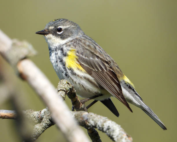 istock Yellow-rumped Warbler (Setophaga coronata) North American Bird 1674419957