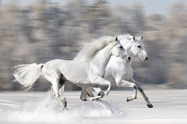 Two white horses in winter run gallop fast
