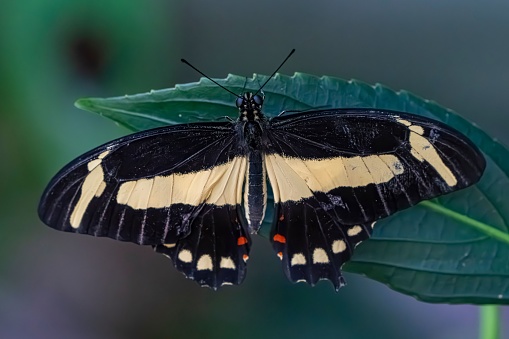 Butterfly garden.: single large lime swallowtail butterfly resting on a green leaf.