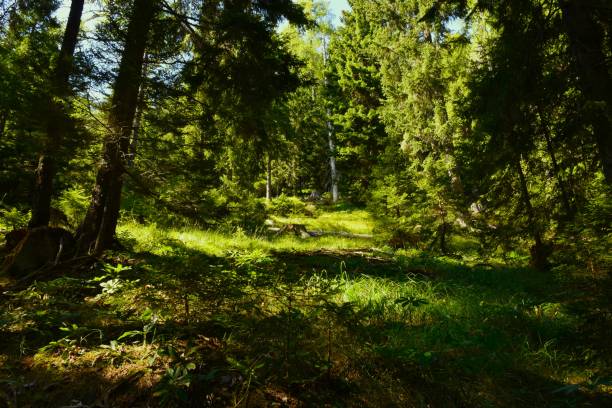 istock Sunlight shining on the ground in a conifer forest 1674426950