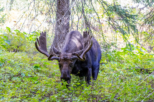 A Male Moose Eating Leaves in Grand Teton National Park